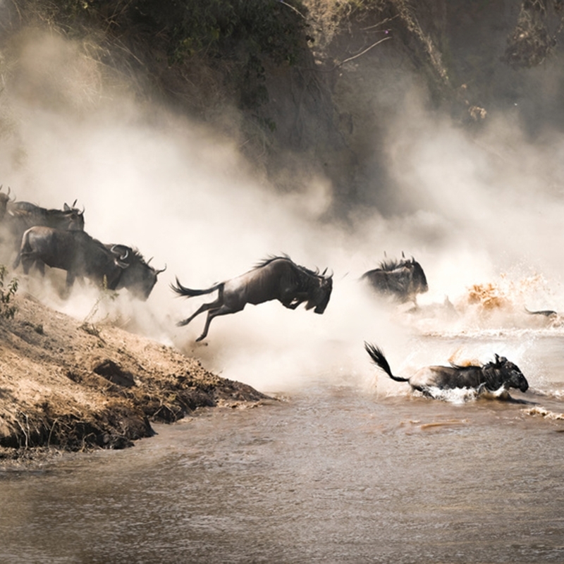 Masai-Mara-Kenya-Wild-Beast