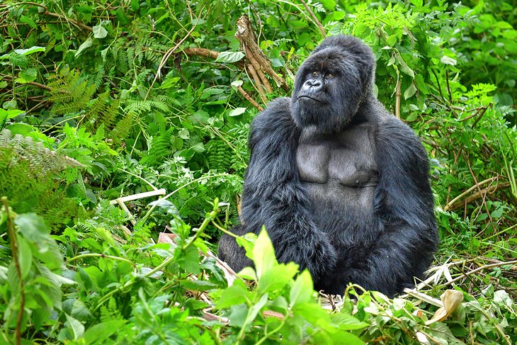 3 Days Uganda Gorilla Safari Fly-in