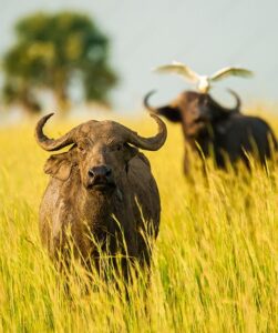 Water Bufallo Mucshion Falls Zazu Africa Safaris