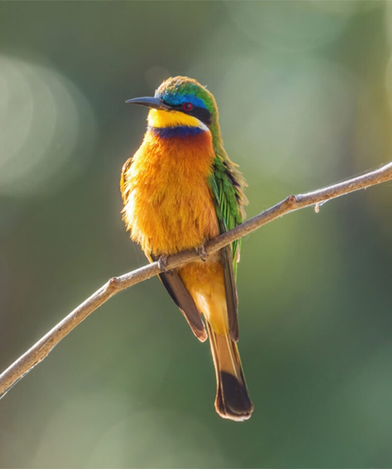 Kibale National Park - Bird Watching