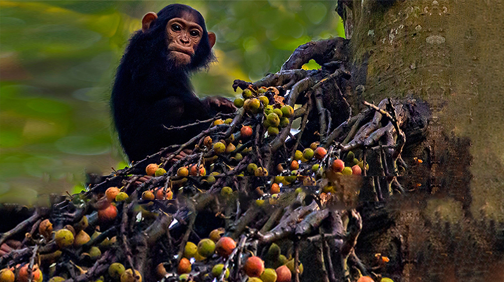 5 Days Uganda Primates Safaris