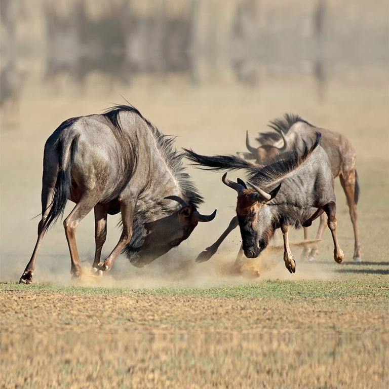 Tanzania-Zazu-Africa-Safaris