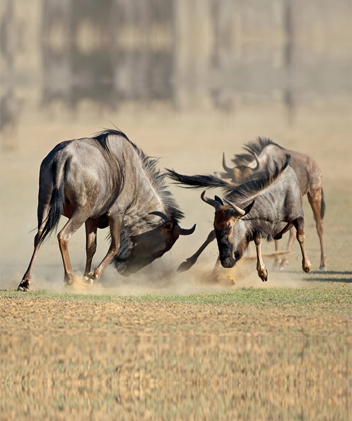 Tanzania-Zazu-Africa-Safaris