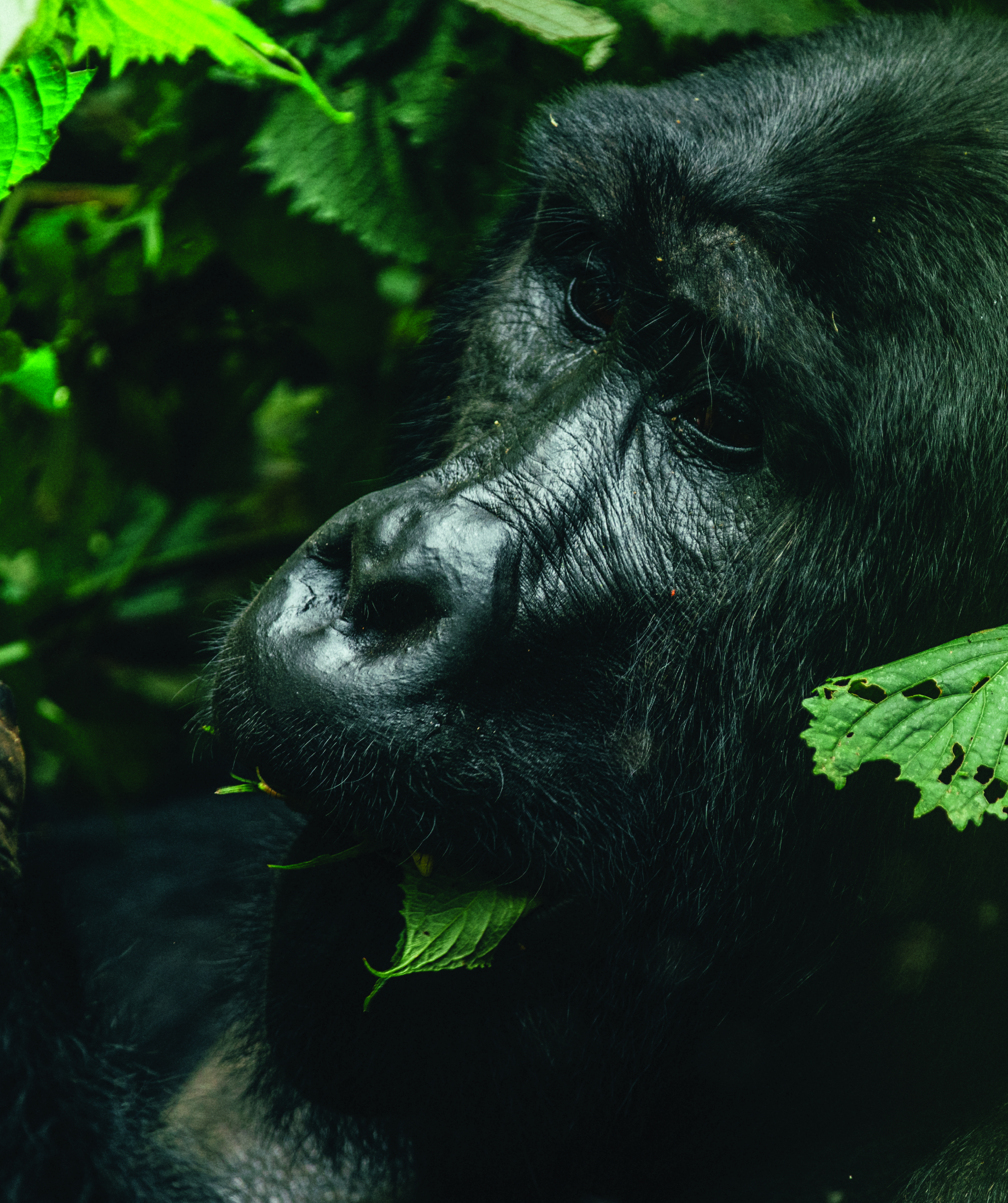 Uganda_Gorillas-01