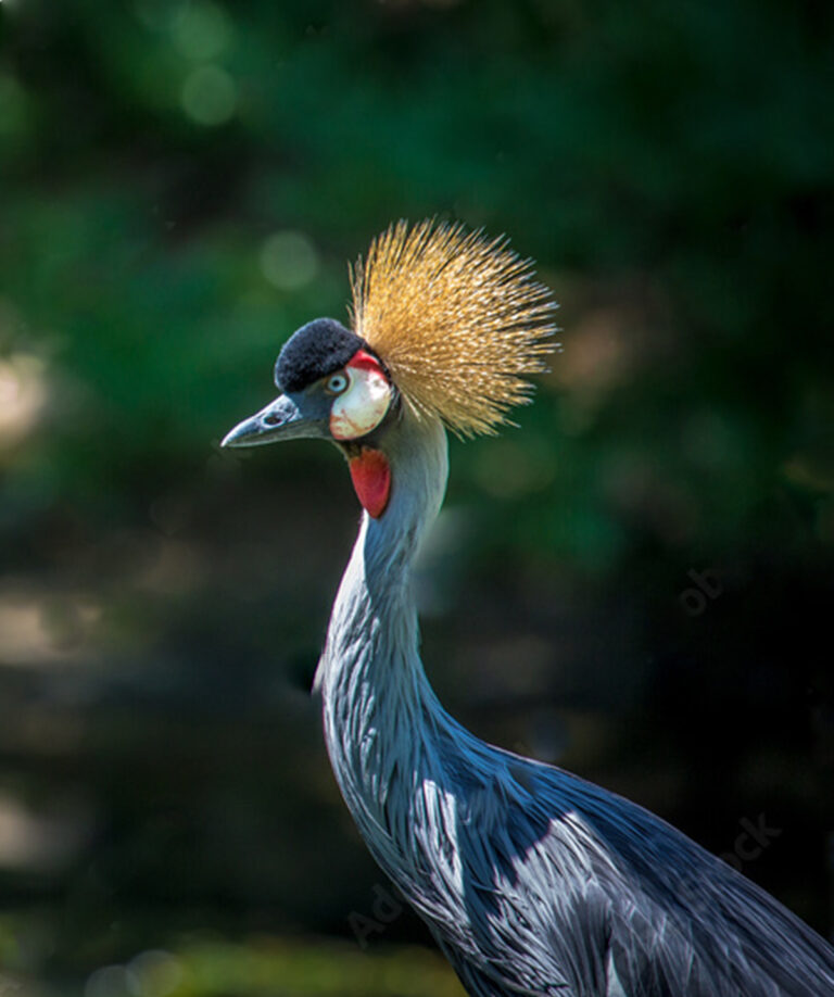 Zazu-Africa-Safaris-Uganda-2