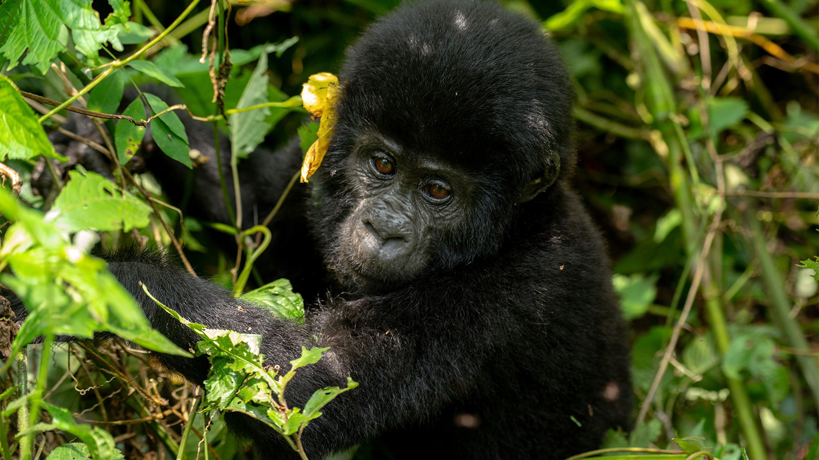 At What Time Does Gorilla Trekking Start and End in Uganda