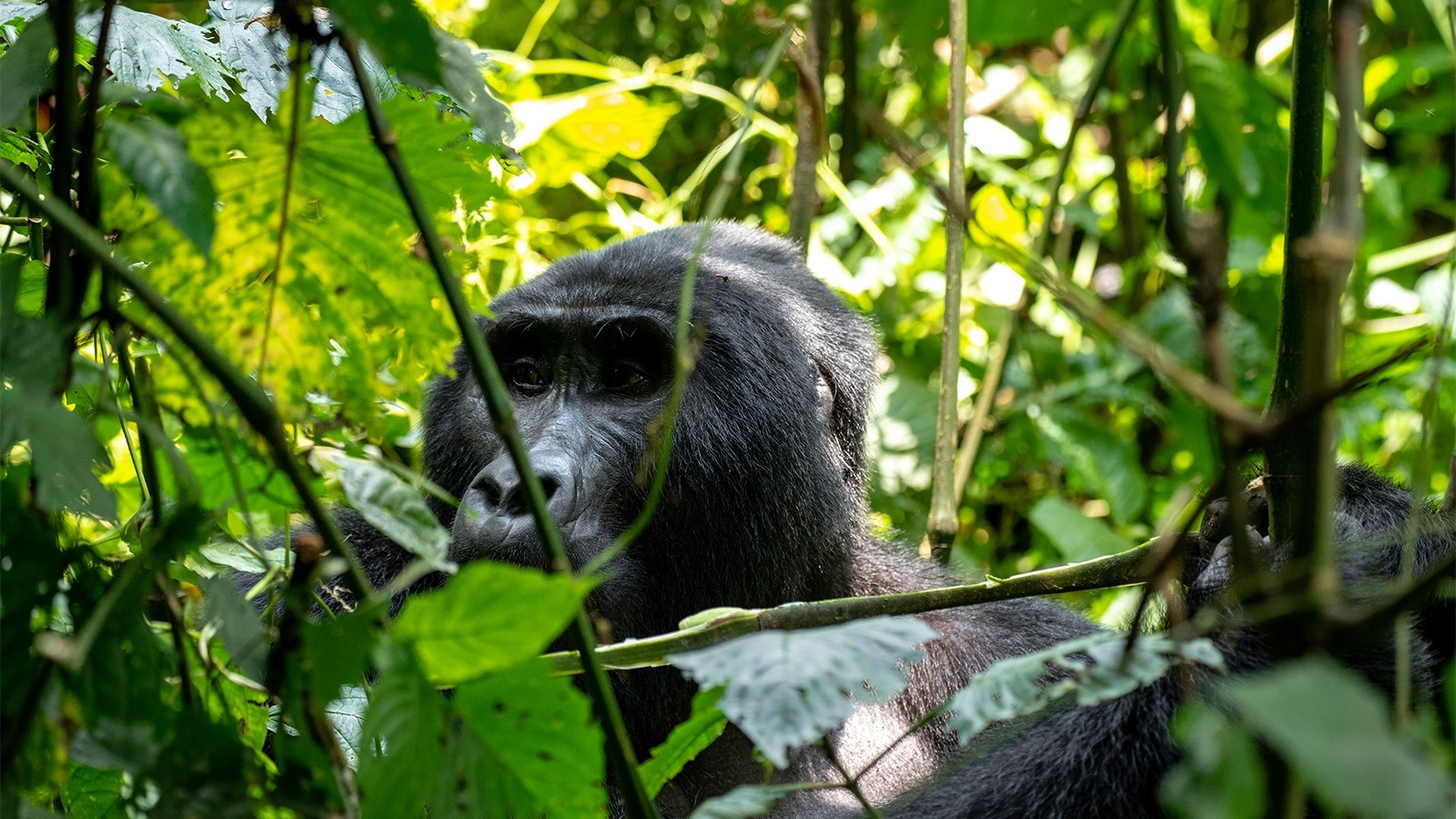 Gorilla Trekking Costs 2025-2026