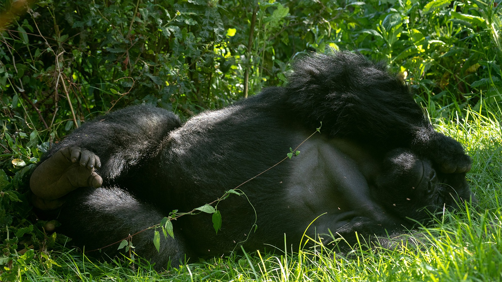 Gorilla Trekking for the Elderly and Disabled