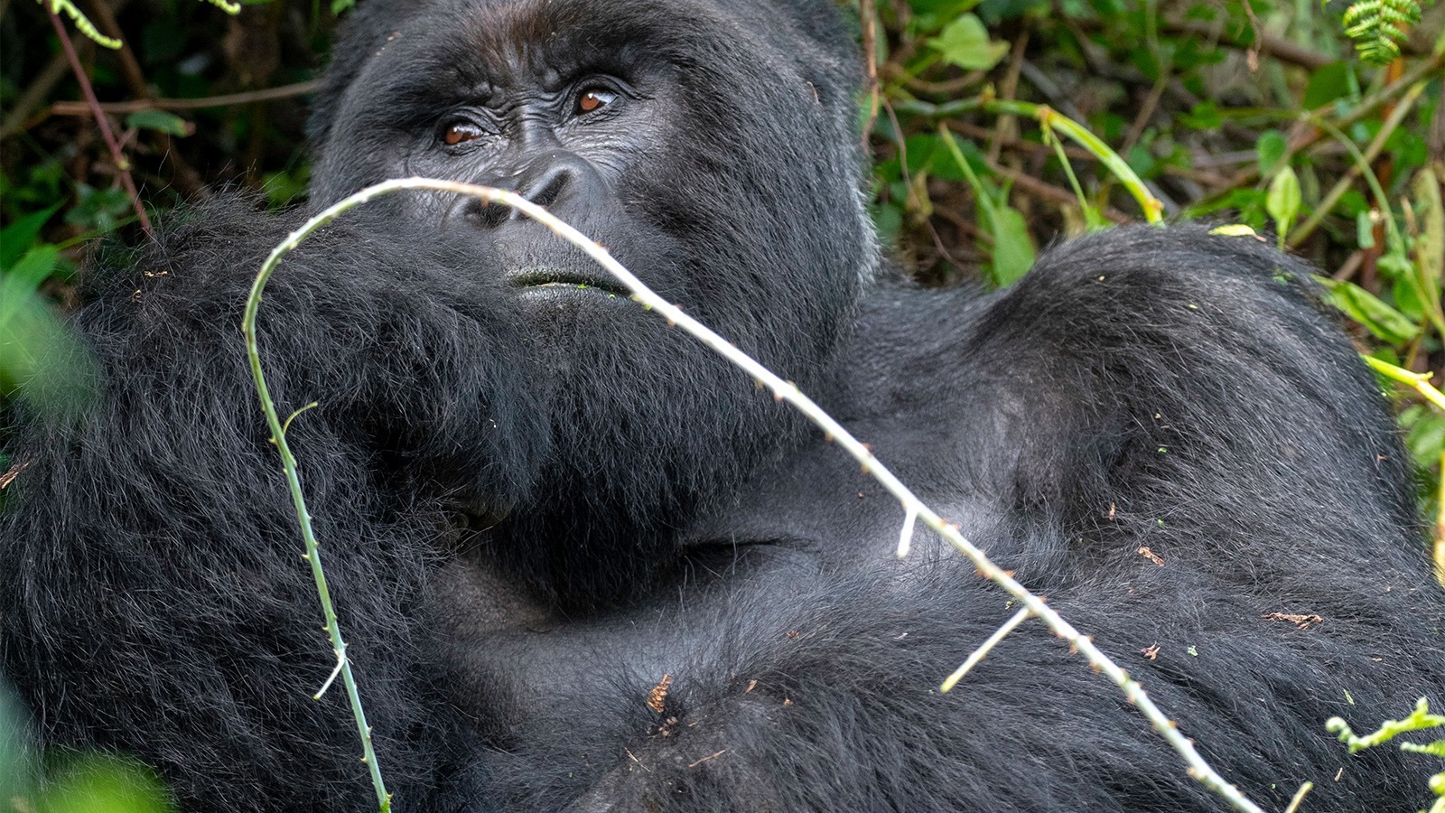 How Challenging is Gorilla Trekking in Uganda