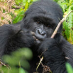 How safe is Gorilla trekking in Uganda