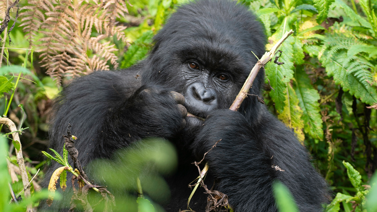 How safe is Gorilla trekking in Uganda