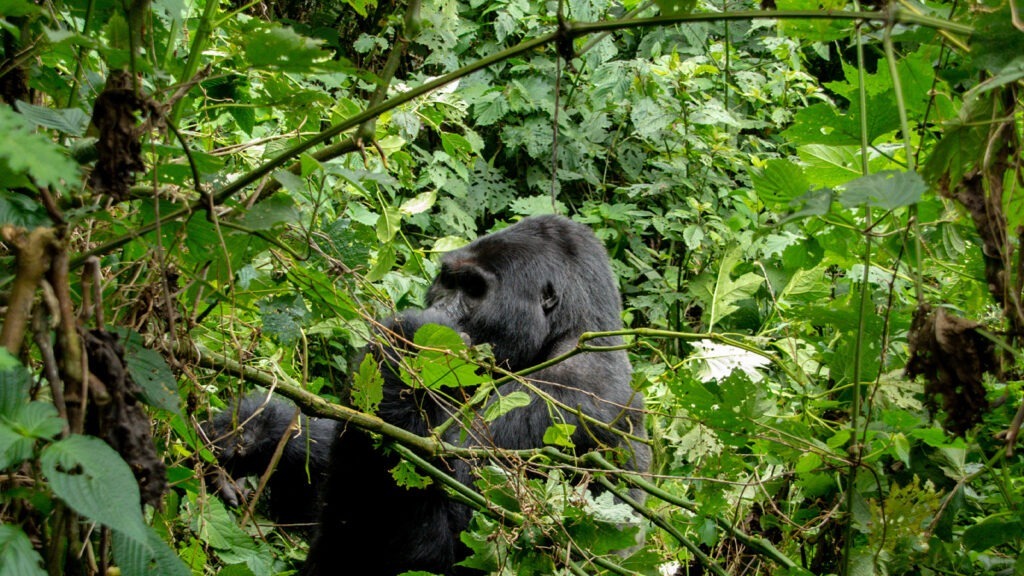 How to Choose the Right Gorilla Trekking Tour