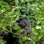 How to Choose the Right Gorilla Trekking Tour