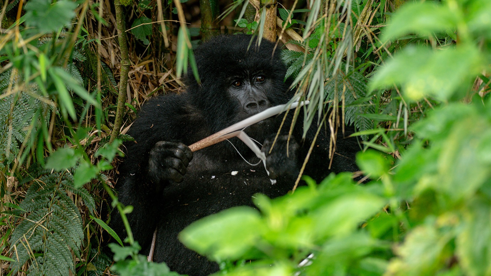 Is Gorilla Trekking done every day?