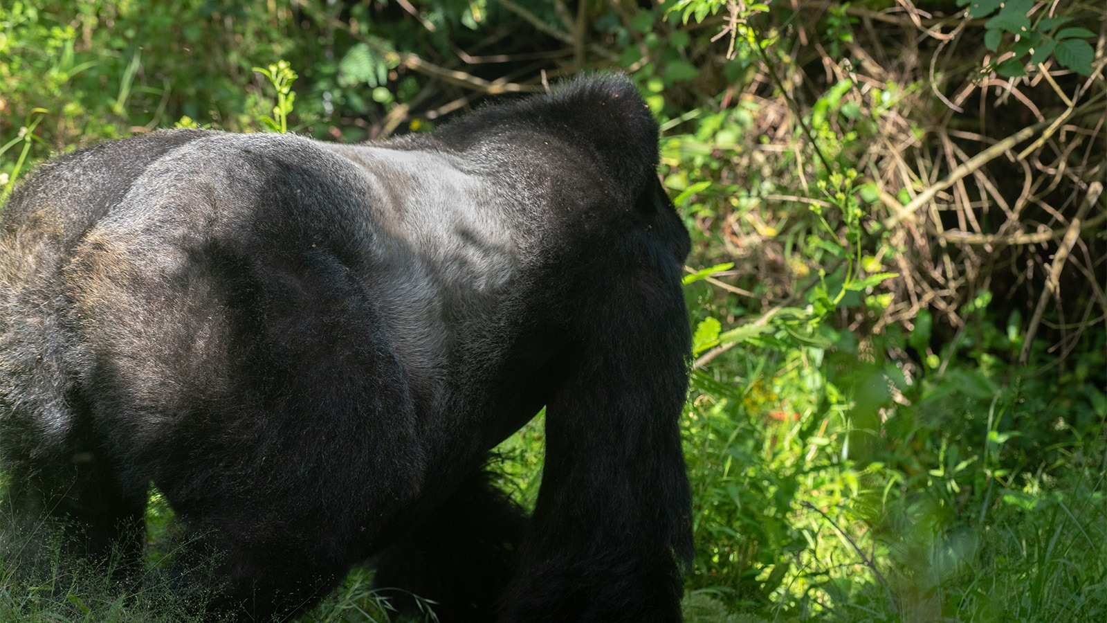 What are the Rules and Regulations of Gorilla Trekking in Uganda and Rwanda