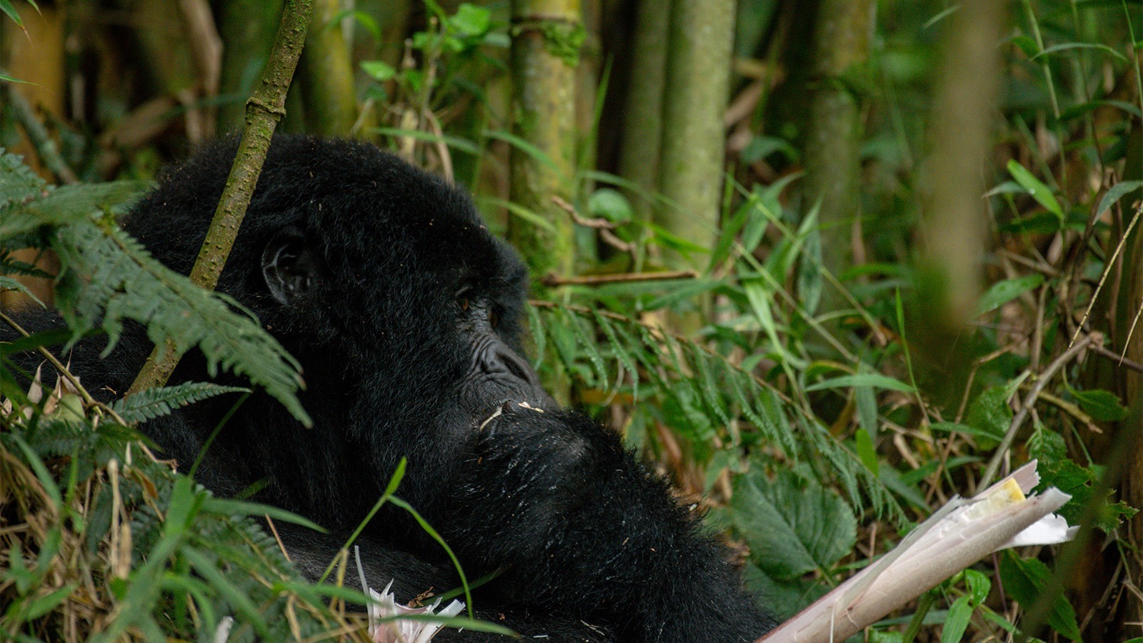 What is a Gorilla Permit and Why Do You Need it