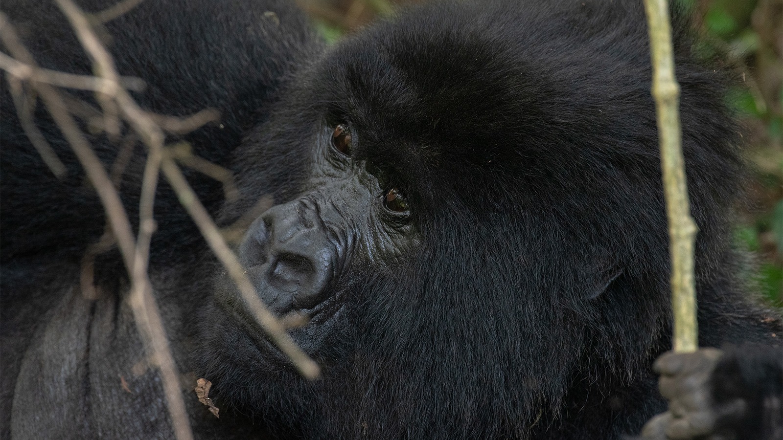 What is the Price of A Gorilla Permit in Uganda