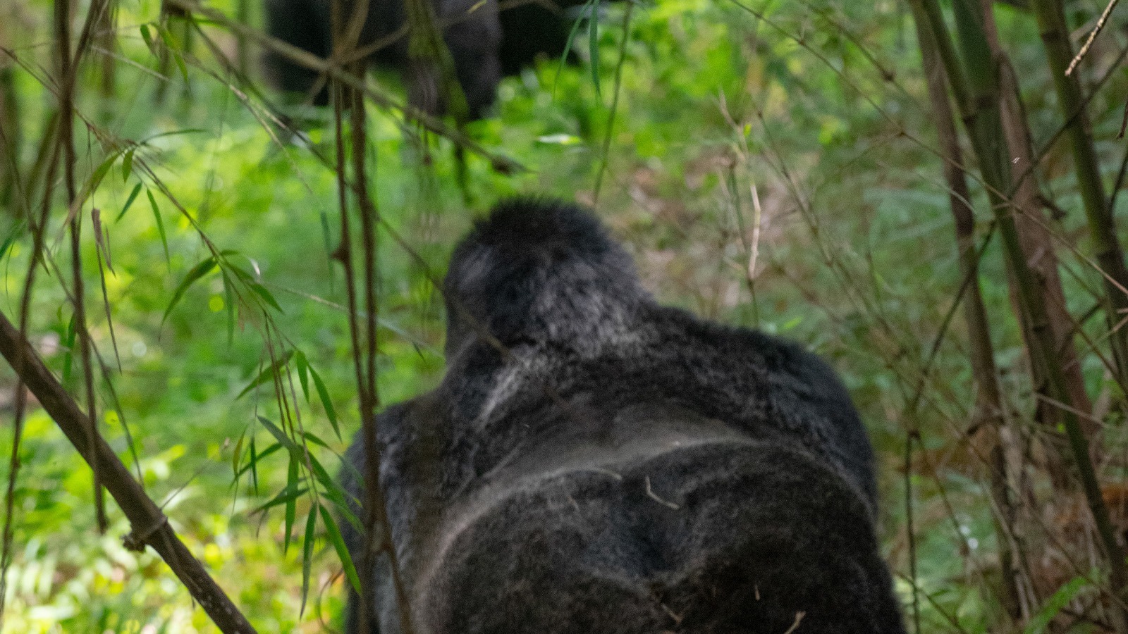 What is the difference between Gorilla trekking and gorilla habituation?