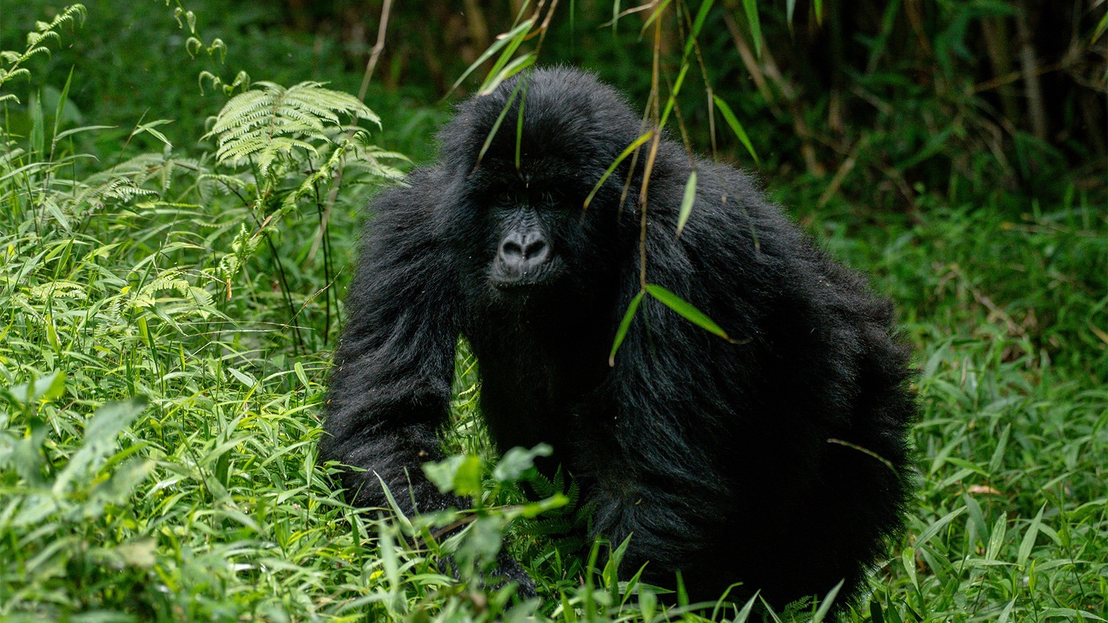 Which Sector is better for Gorilla Trekking