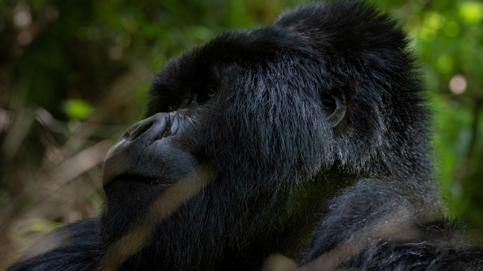 2 Day Gorilla Trekking Safari Through Kigali