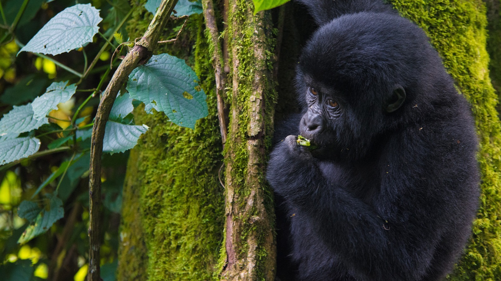 3 Day Double Gorilla Trekking Safari Through Kigali