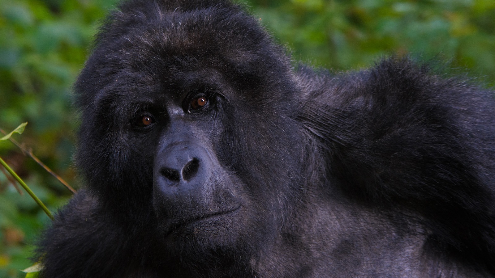 3 Day Gorilla Trekking Safari Through Kigali