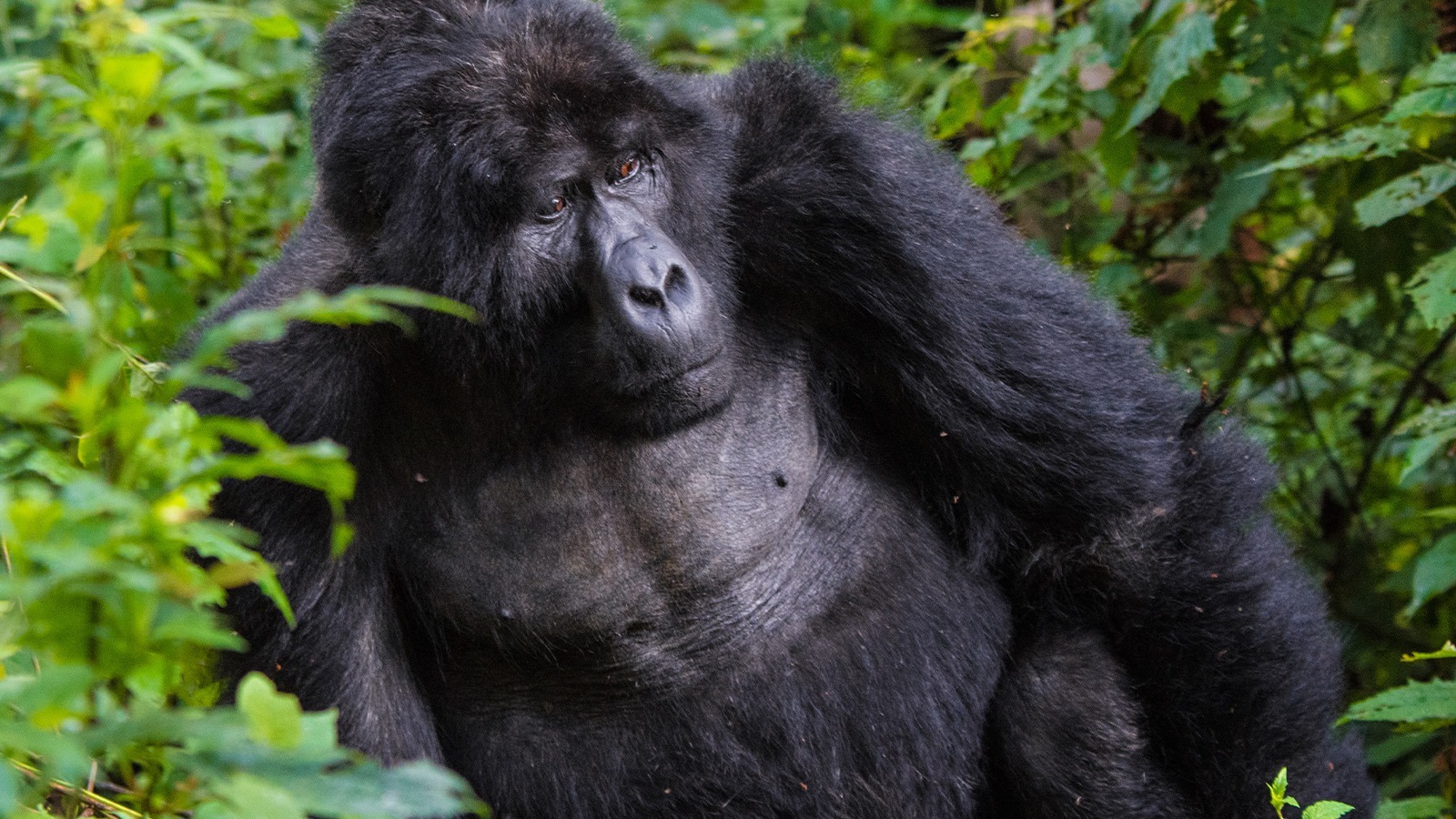 4 Day Double Gorilla Trekking Safari Through Kigali