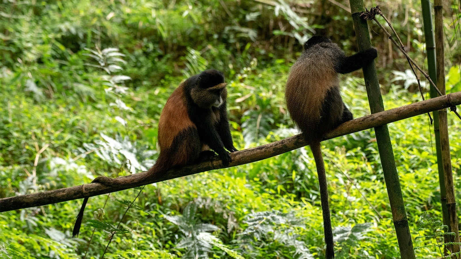 4 Day Uganda Gorilla And Golden Monkey Trekking Safari