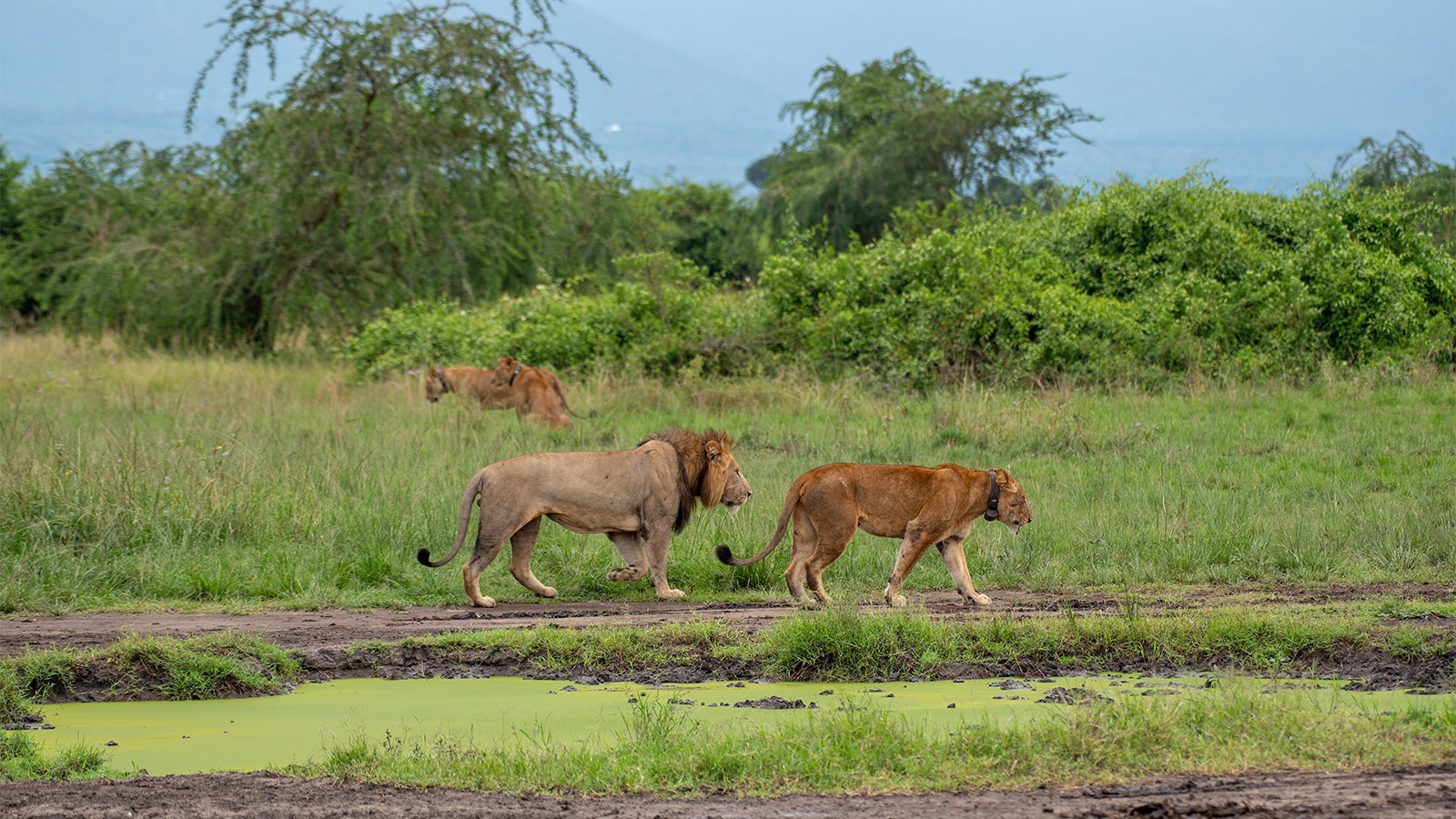 6 Day Gorilla Trekking Wildlife And Lake Bunyonyi Tour Through Kigali