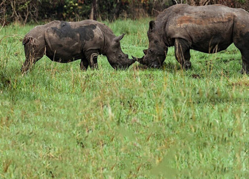 12 Days Gorilla, Rhinos, Chimpanzee Trekking & Boat Tour experience
