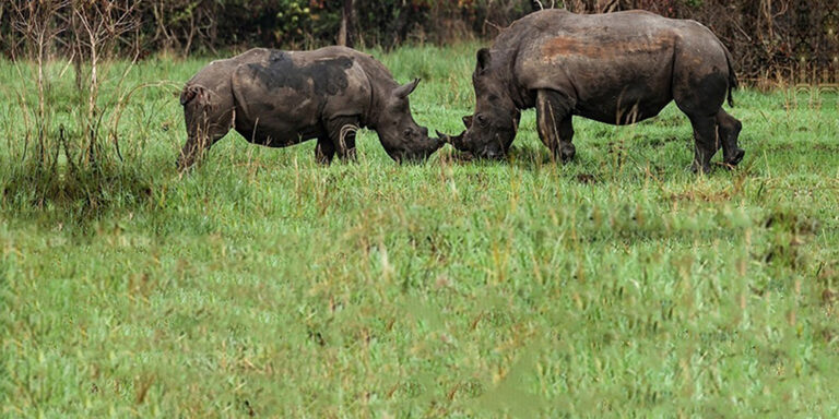 12 Days Gorilla, Rhinos, Chimpanzee Trekking & Boat Tour experience