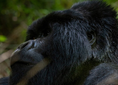 2 Day Gorilla Trekking Safari Through Kigali