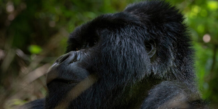 2-Day-Gorilla-Trekking-Safari-Through-Kigali