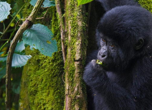 3 Day Double Gorilla Trekking Safari Through Kigali