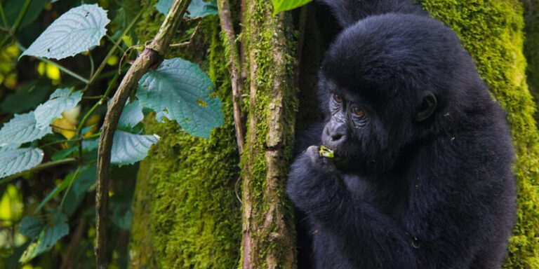 3 Day Double Gorilla Trekking Safari Through Kigali