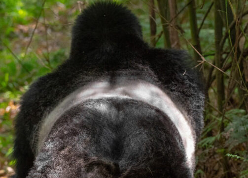 3 Day Gorilla And Golden Money Trekking Safari Through Kigali