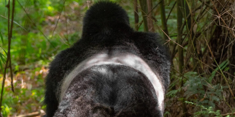 3-Day-Gorilla-And-Golden-Money-Trekking-Safari-Through-Kigali