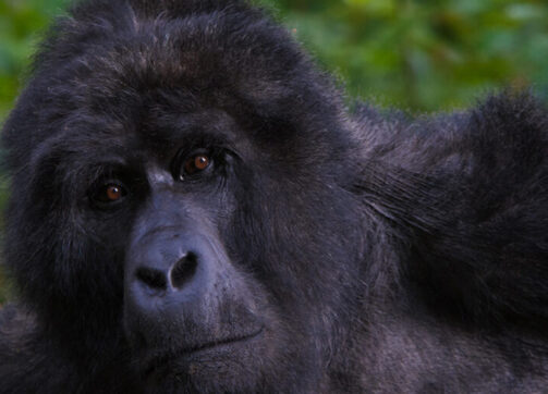 3 Day Gorilla Trekking Safari Through Kigali