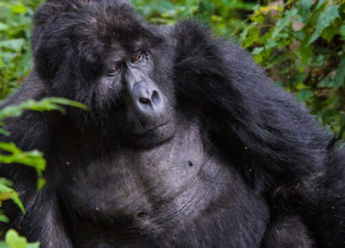 4 Day Double Gorilla Trekking Safari Through Kigali