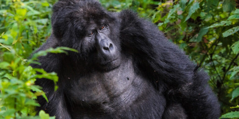 4-Day-Double-Gorilla-Trekking-Safari-Through-Kigali