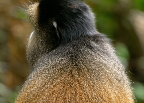 4 Day Gorilla And Golden Monkey Trekking Safari Through Kigali