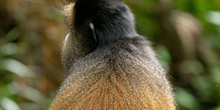 4 Day Gorilla And Golden Monkey Trekking Safari Through Kigali