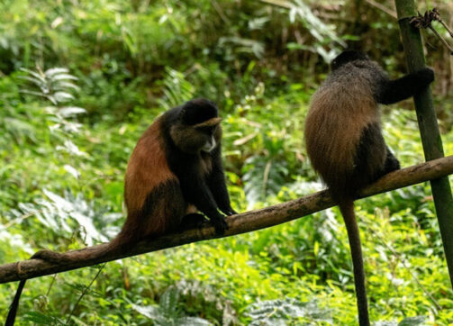 4 Day Uganda Gorilla And Golden Monkey Trekking Safari