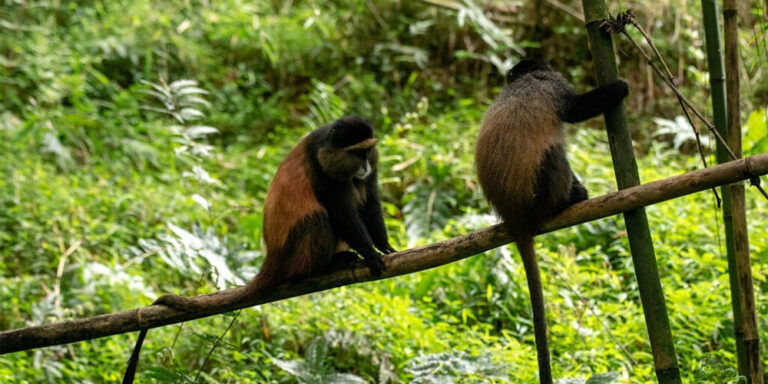 4 Day Uganda Gorilla And Golden Monkey Trekking Safari