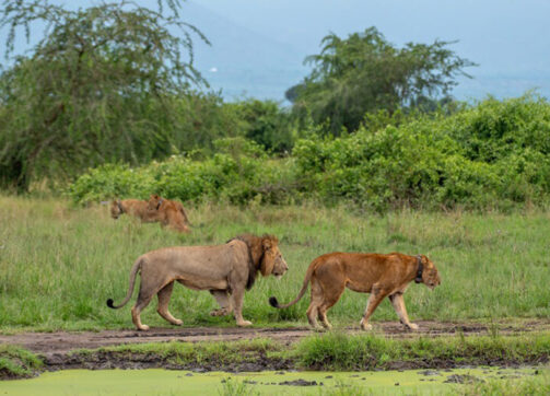 6 Day Gorilla Trekking Wildlife And Lake Bunyonyi Tour Through Kigali
