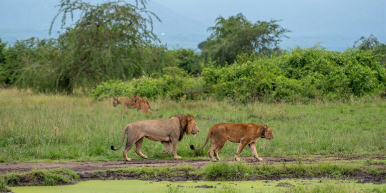 6 Day Gorilla Trekking Wildlife And Lake Bunyonyi Tour Through Kigali