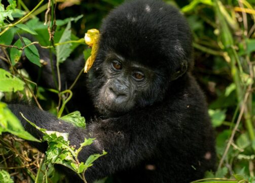 At What Time Does Gorilla Trekking Start and End in Uganda?