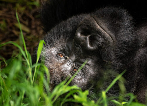 Best Places to See Gorillas in Africa