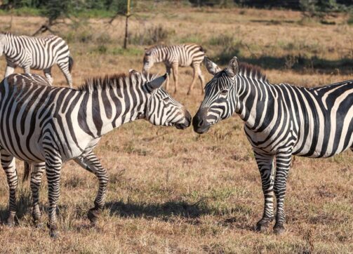 Determinants of a Kenya Safari Cost