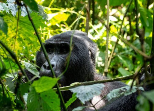 Gorilla Trekking Costs 2025-2026